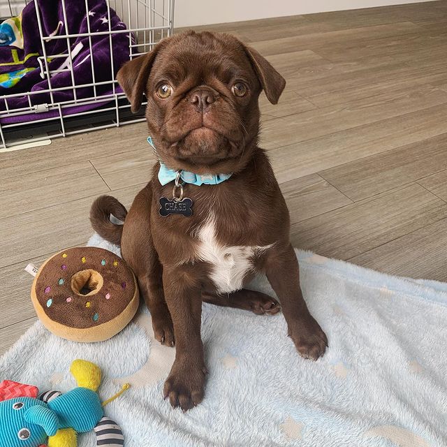 Chase Pug puppy